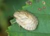 Eurygaster maura